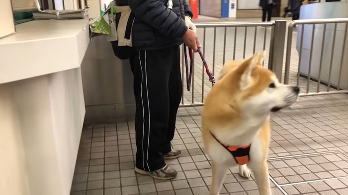 振り返る秋田犬と、お父さん