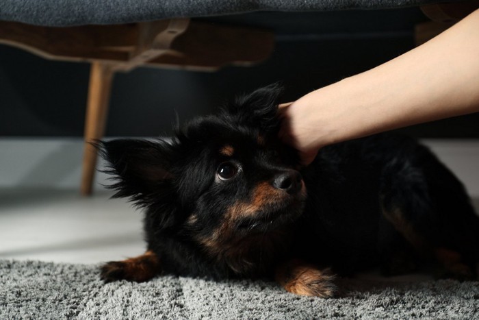 怯える犬に触れる手