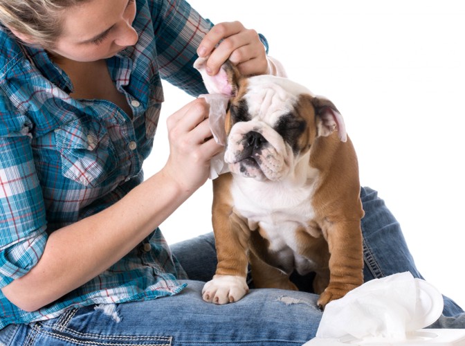 犬の耳をチェックする女性