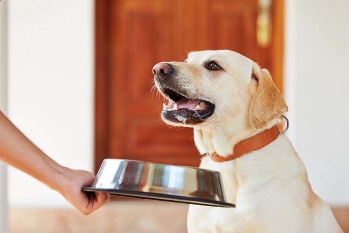 飼い主に食器を差し出されている犬