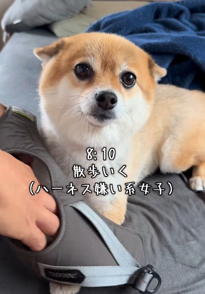 ハーネスは嫌だけど…