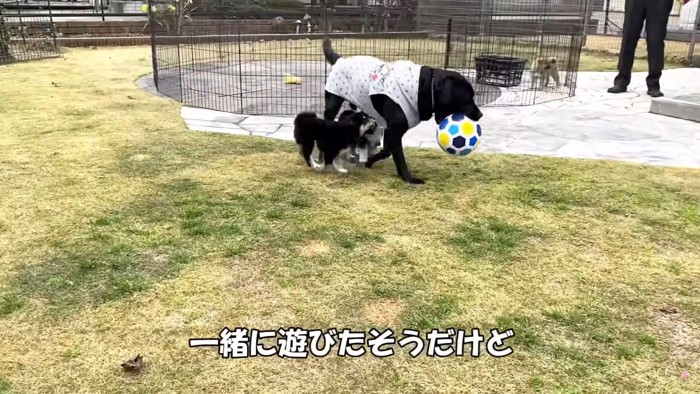 ジオくんとボール遊び