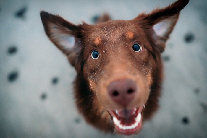 褒められる犬