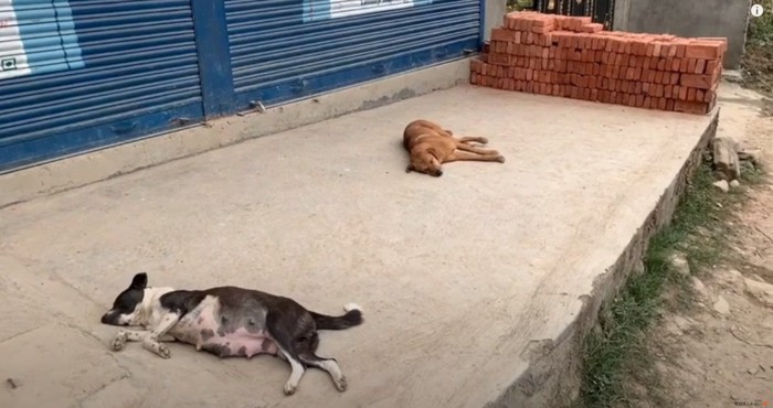 2匹の野良犬