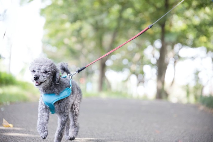 楽しそうに散歩している犬