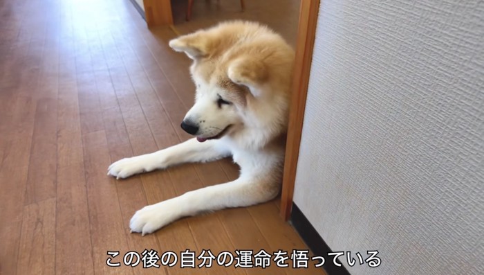壁に体を付けて伏せる犬