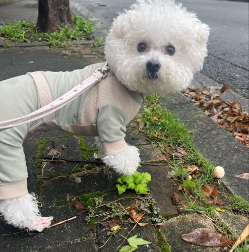 ふわもこ