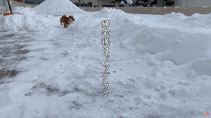 ドッグランで安全に雪遊び♪