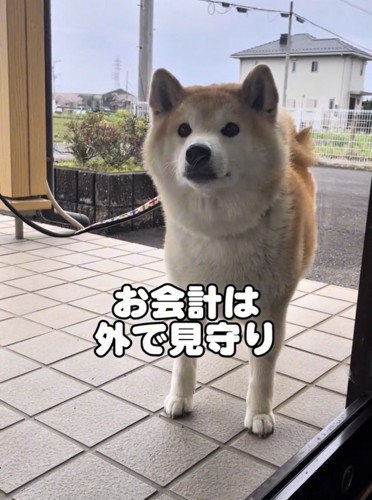 外で待つ犬