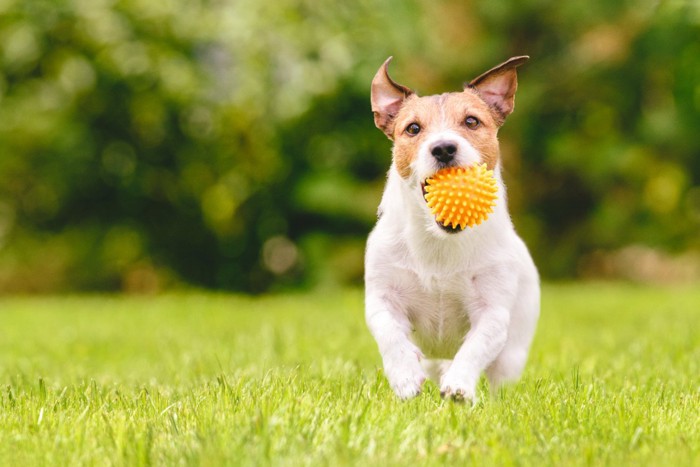 ボールで遊ぶ犬