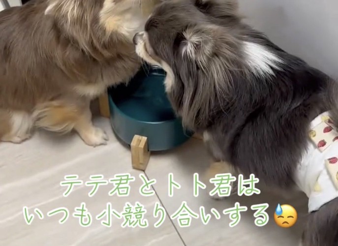水飲み皿の前で向かい合う2匹の犬
