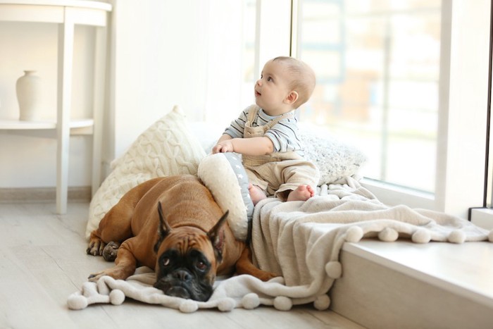 赤ちゃんの前で寛ぐボクサー犬