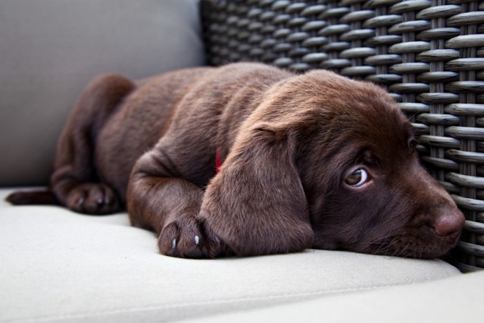 ソファーの隅で眠る犬