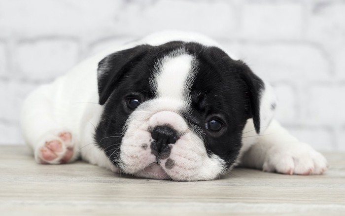 床に伏せてこちらを見つめる子犬