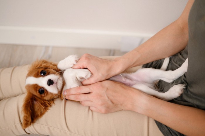 膝に乗せられ仰向けになっている子犬