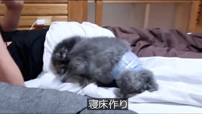 飼い主の寝ている布団を掘る灰色の犬