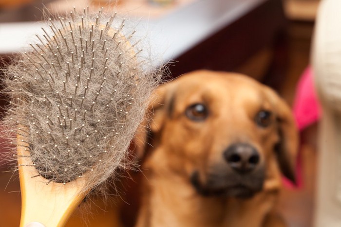 犬とブラシについた抜け毛