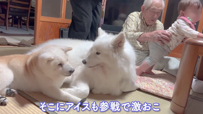 アイスちゃんが割り込み!?