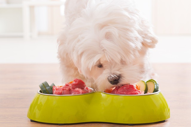 #生食メニューを食べる小型犬#