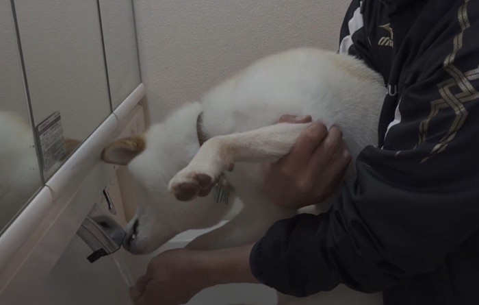 水道の水を飲む犬