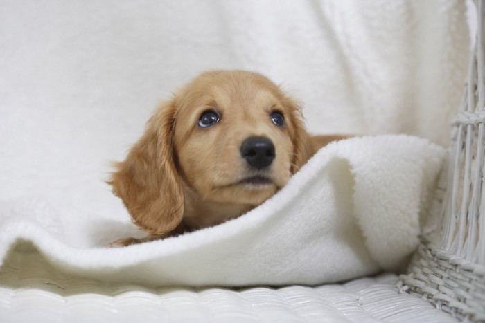 上を見つめるダックスの子犬