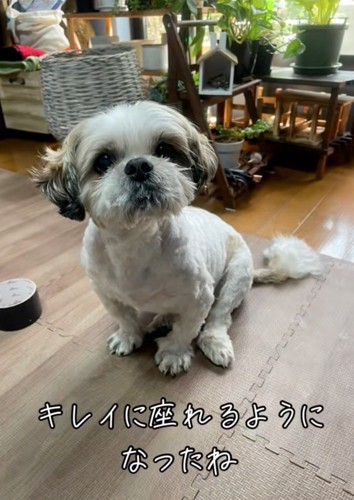 綺麗にお座りする犬