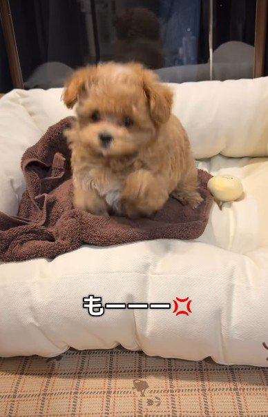 「なんで助けてくれないの!!」