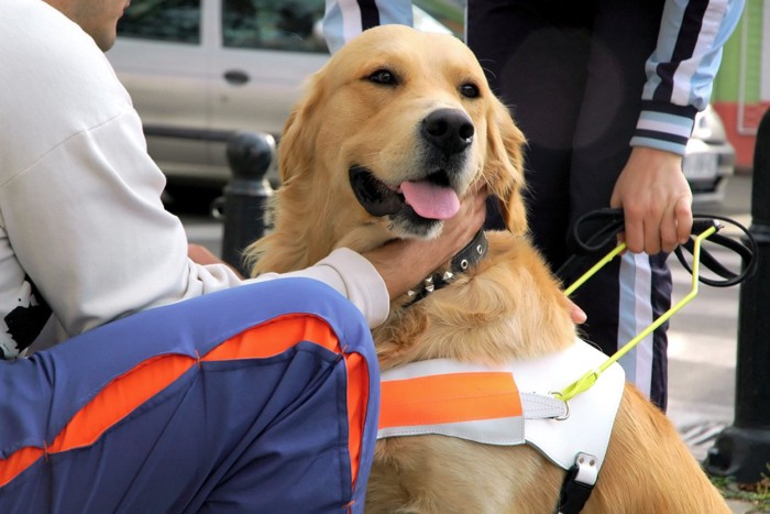 撫でられている盲導犬のゴールデンレトリーバー