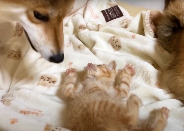 万歳した子猫を見下ろす犬4:06