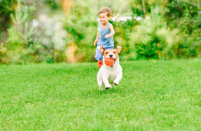 ボールを咥えて芝生を走る犬と子供