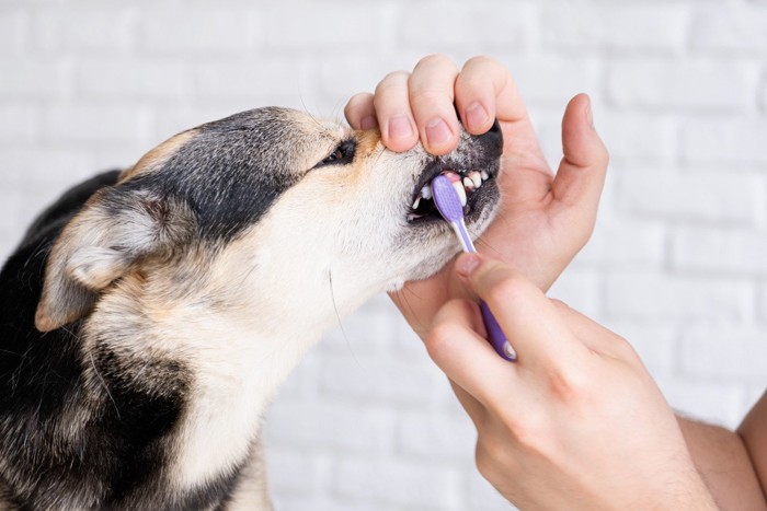 歯ブラシされている犬