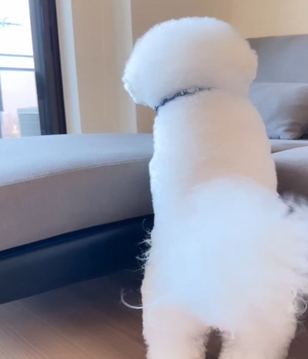 立ち上がる犬2