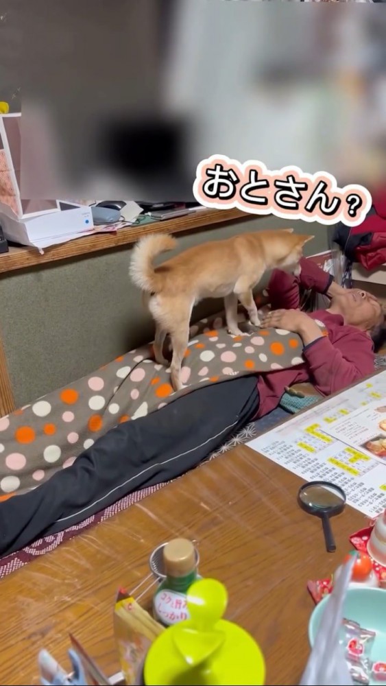 寝ているお父さんの顔を嗅ぐ犬