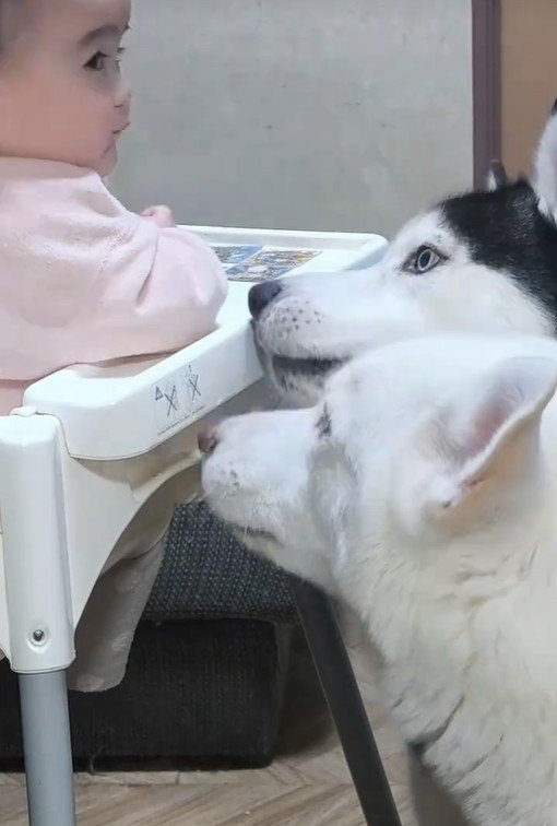 おせんべいが欲しい諭吉くんと英吉くん2