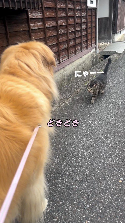 鳴き声をあげながら犬に近寄る猫