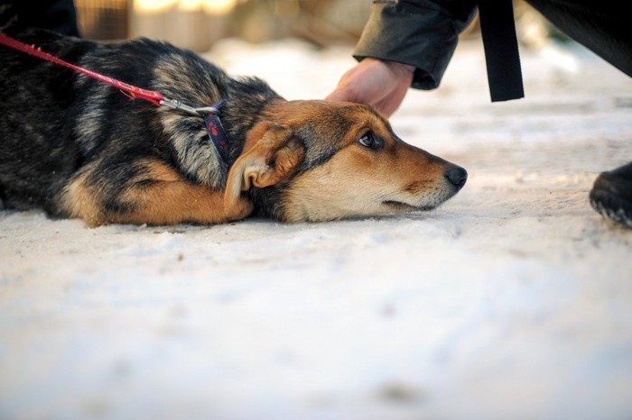 伏せた状態で撫でられている犬