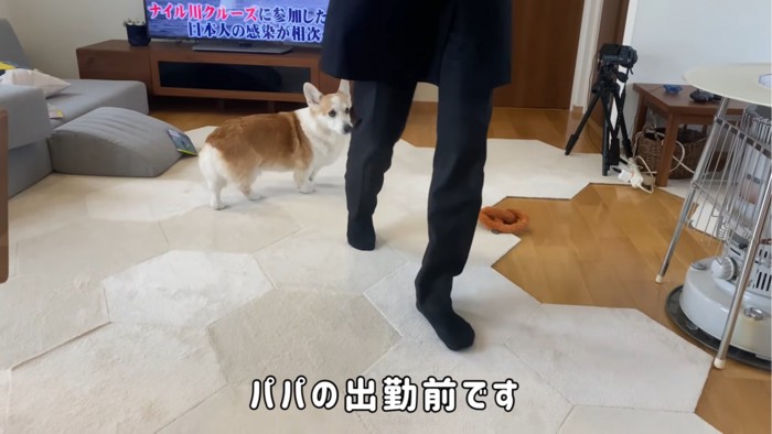 飼い主を見上げる犬