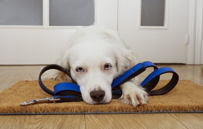 リードを咥えて恨めしそうな顔で玄関で伏せる犬