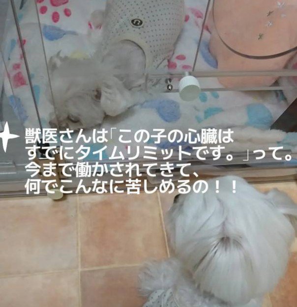 心臓はすでにかなり厳しい…