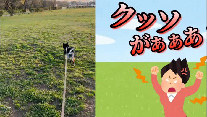 思い切り走る犬