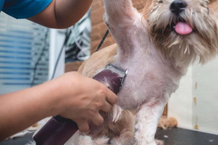 犬の手を上げて脇を見る、トリミング中