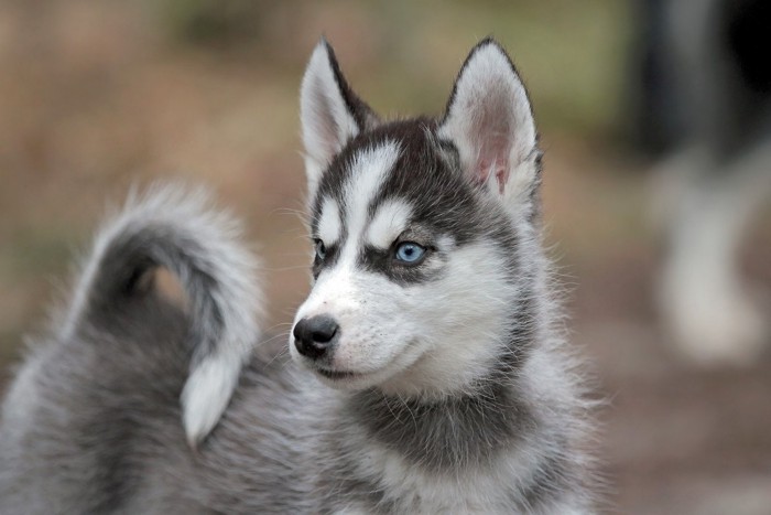 シベリアン・ハスキーの子犬