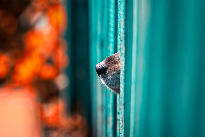 隙間から犬の鼻先が出ている