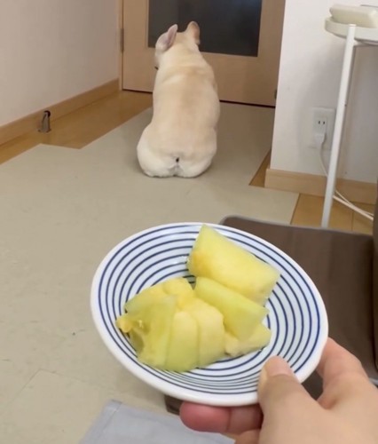 メロンに背を向ける犬