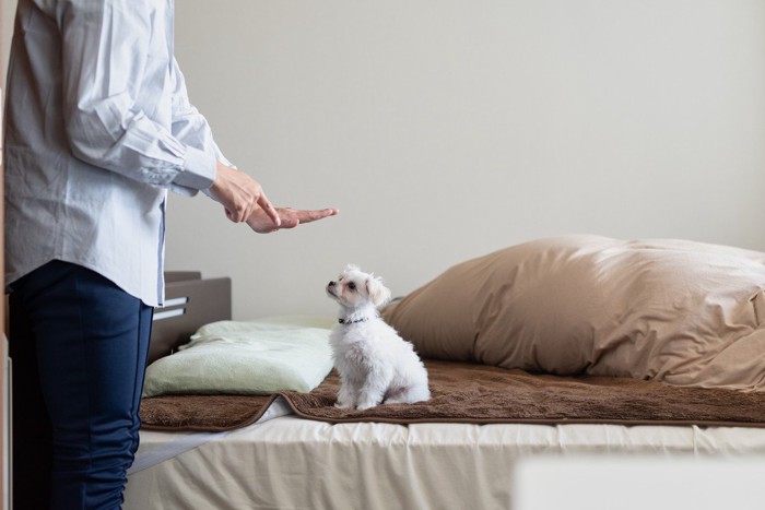 ベッドに犬、ジェスチャーする人