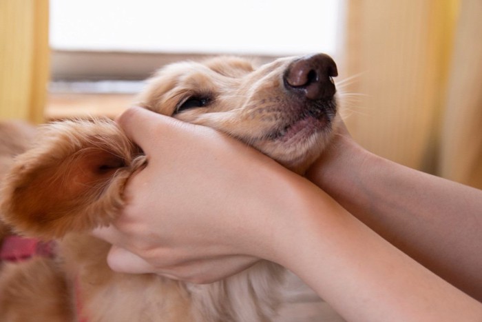 笑顔の犬