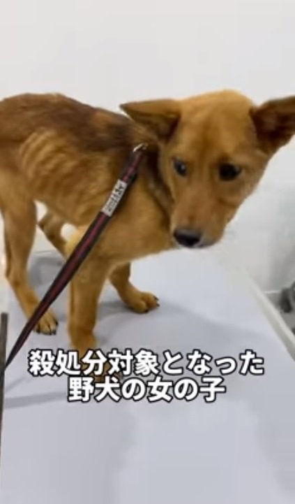 元野犬のチャイちゃん