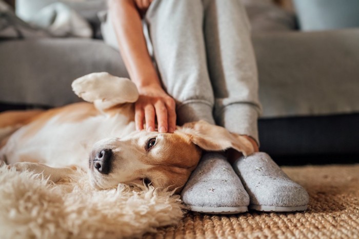 飼い主さんの足元で横になる犬