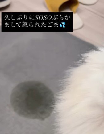 おしっこを失敗した…