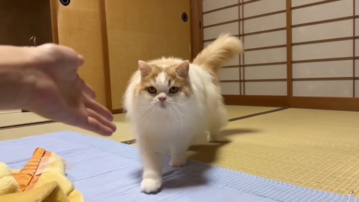 手と猫